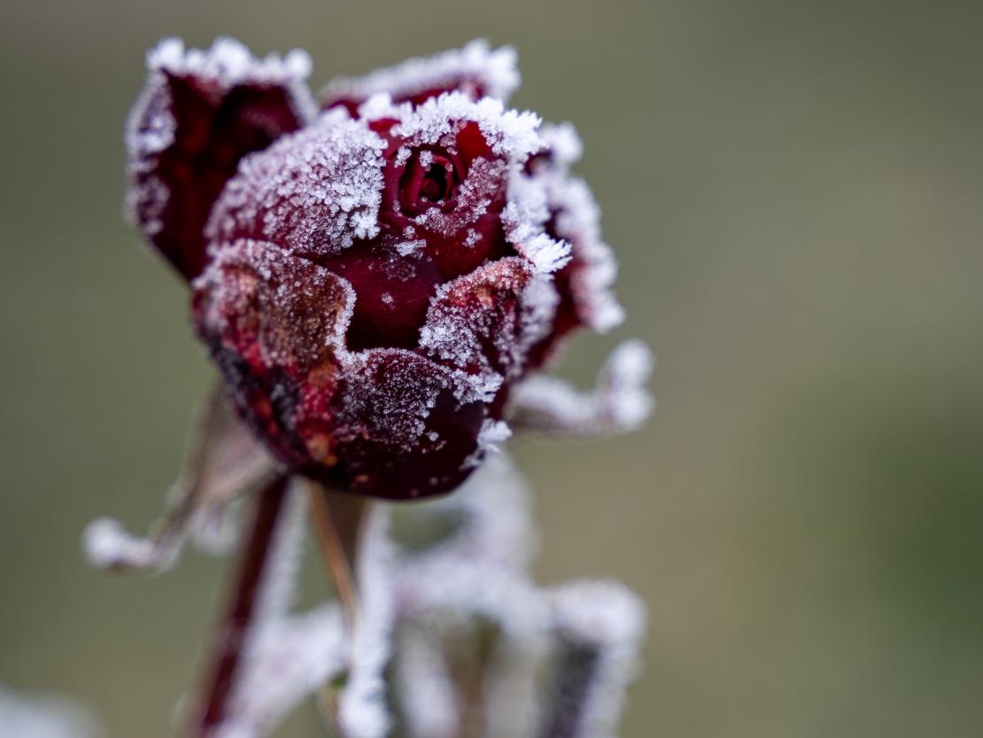 Das Bild zeigt eine Rose.