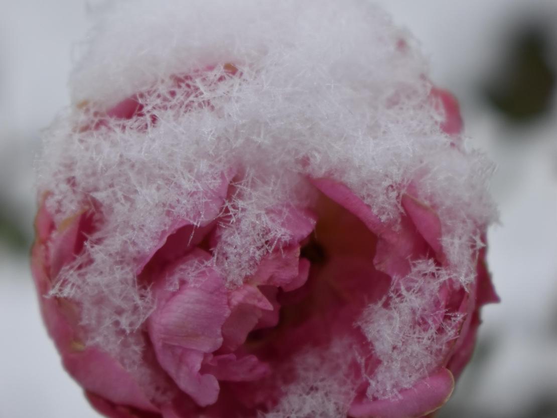 Das Bild zeigt eine Schneerose.
