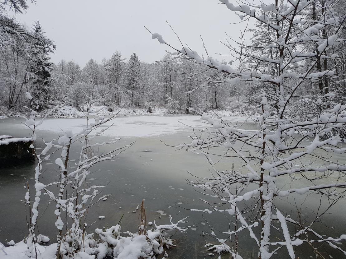 Das Bild zeigt den Dosweiher in Wemding.