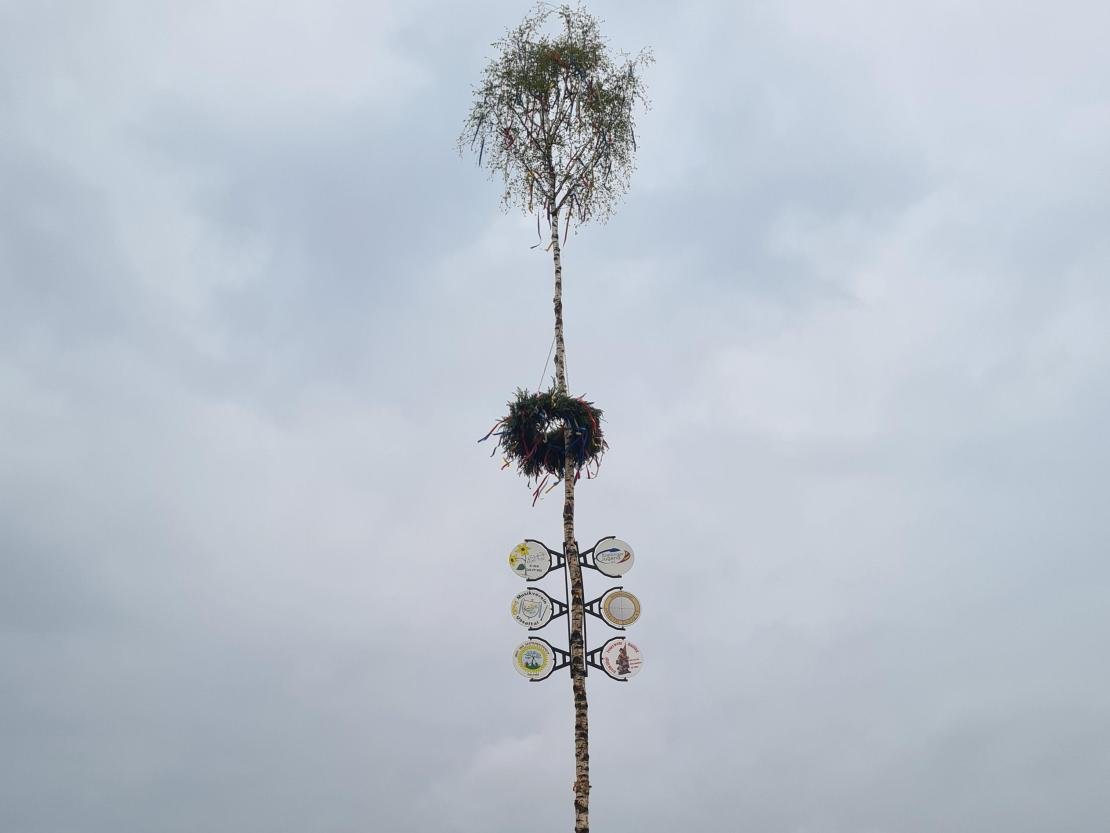 Maibaum Daiting 