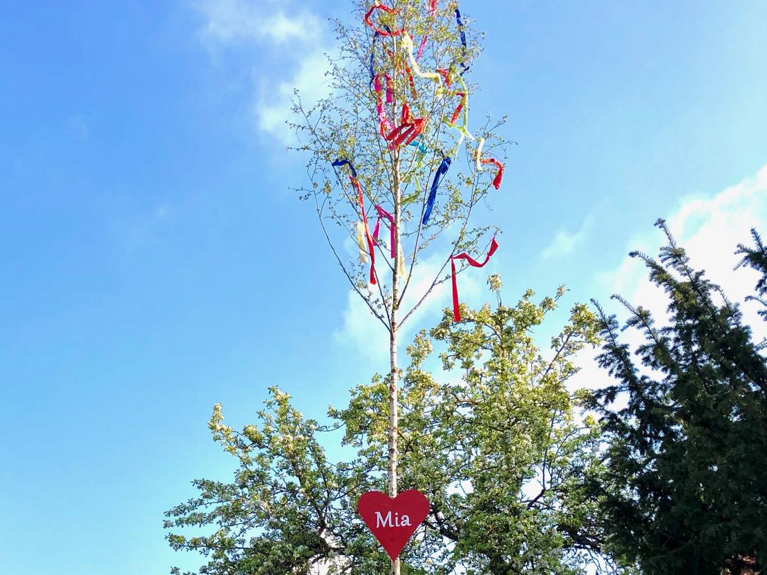 Maibaum Donauwörth
