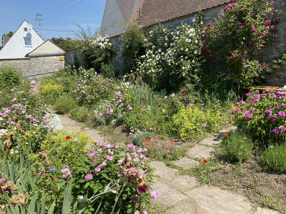 Nicht nur Rosen verzaubern den Stadtgraben in ein Blumenmeer - auch Tupfer von Seidenmohn und Schwertlilien sind zu finden.