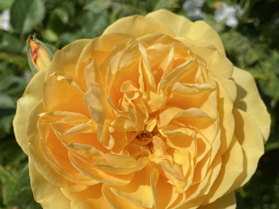 Dieses Jahr blühen die Rose in besonders prächtigen Farben.