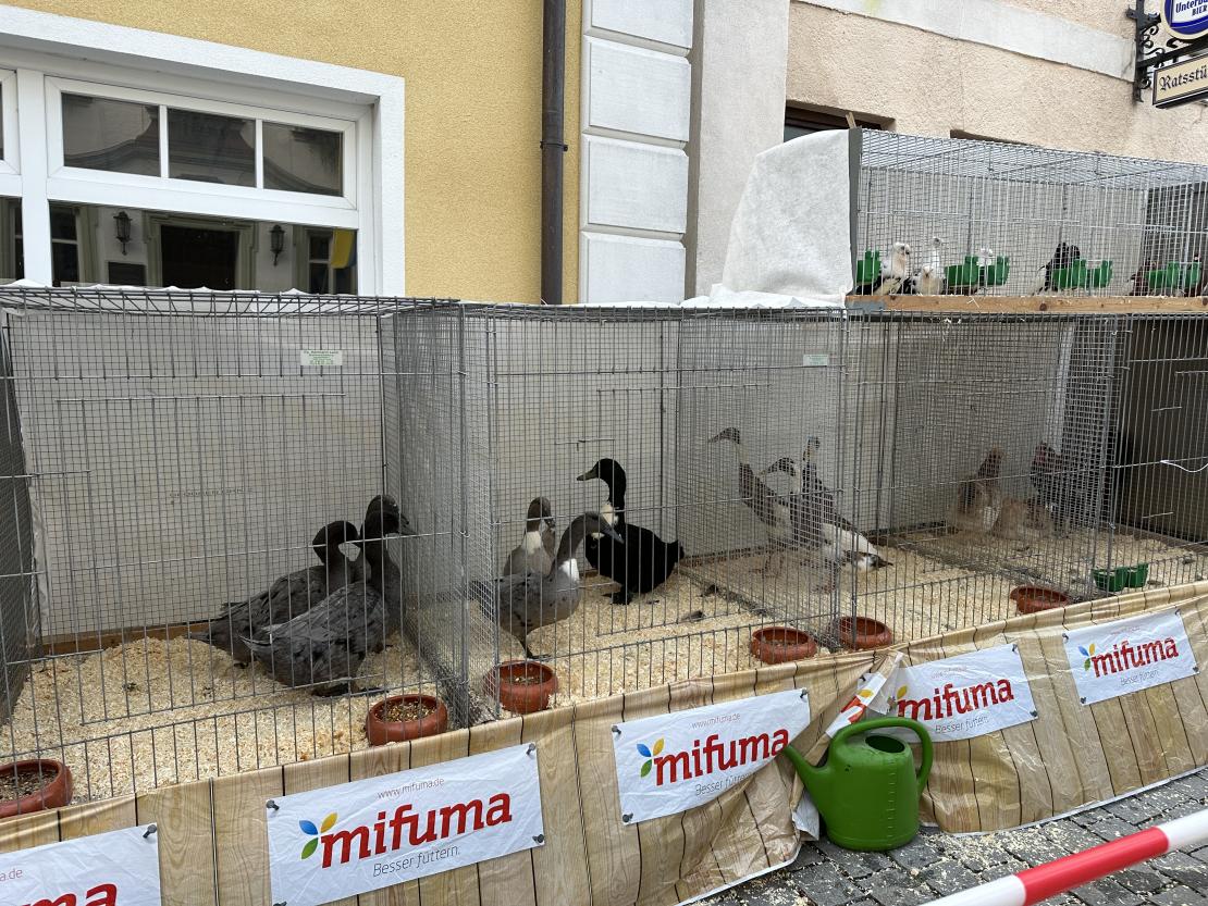 Viehmarkt des historischen Stadtfest Monheim