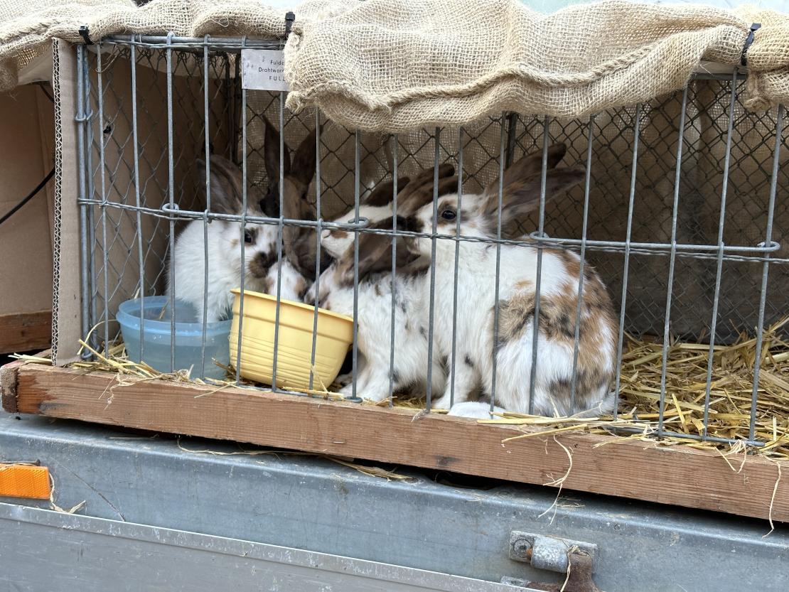 Viehmarkt des historischen Stadtfest Monheim