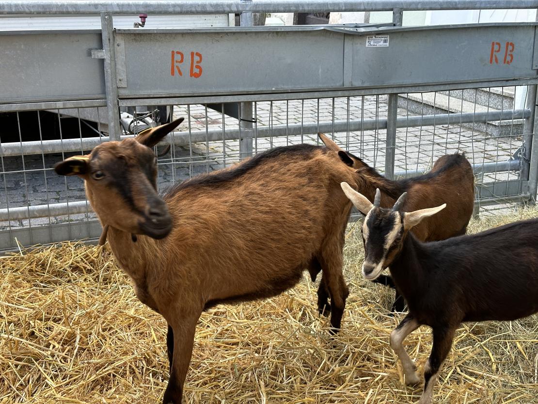 Viehmarkt des historischen Stadtfest Monheim