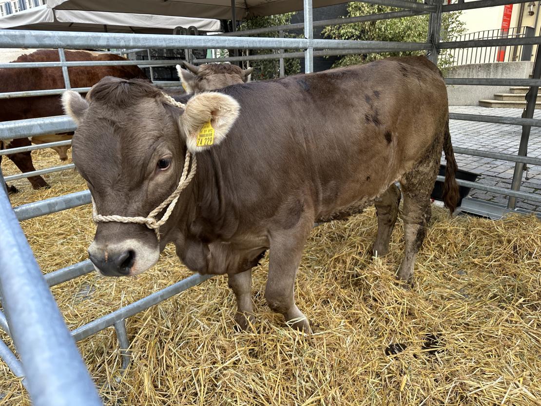 Viehmarkt des historischen Stadtfest Monheim