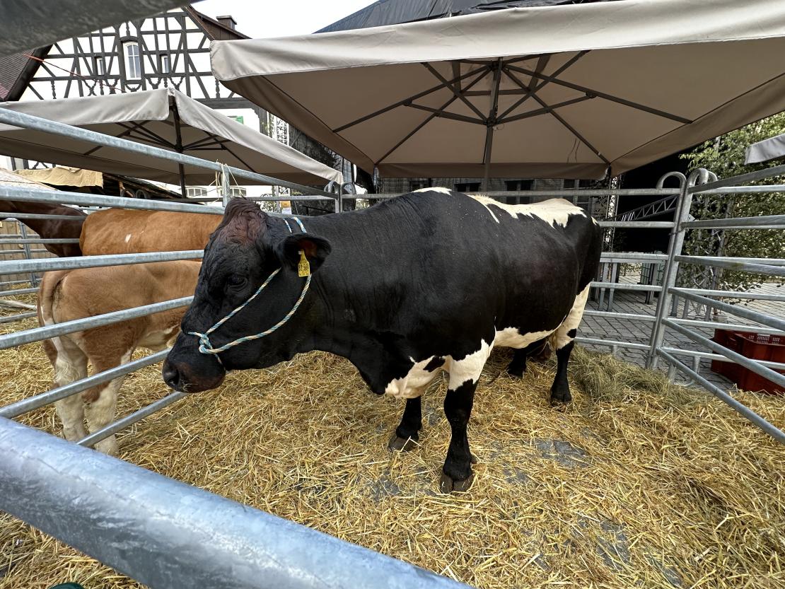 Viehmarkt des historischen Stadtfest Monheim