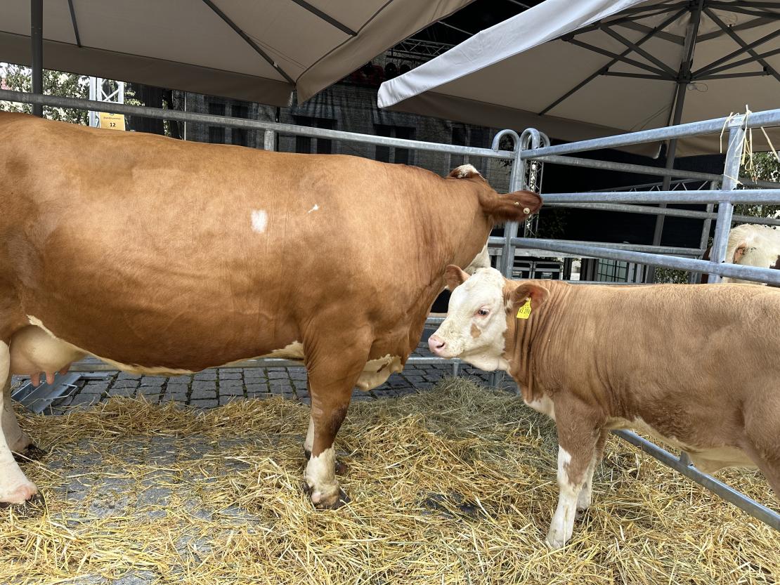 Viehmarkt des historischen Stadtfest Monheim