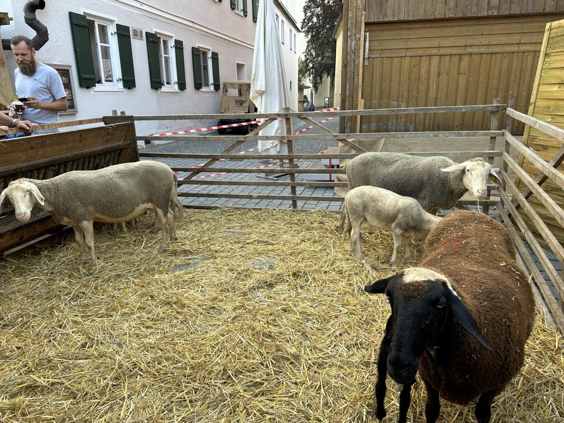 Viehmarkt des historischen Stadtfest Monheim