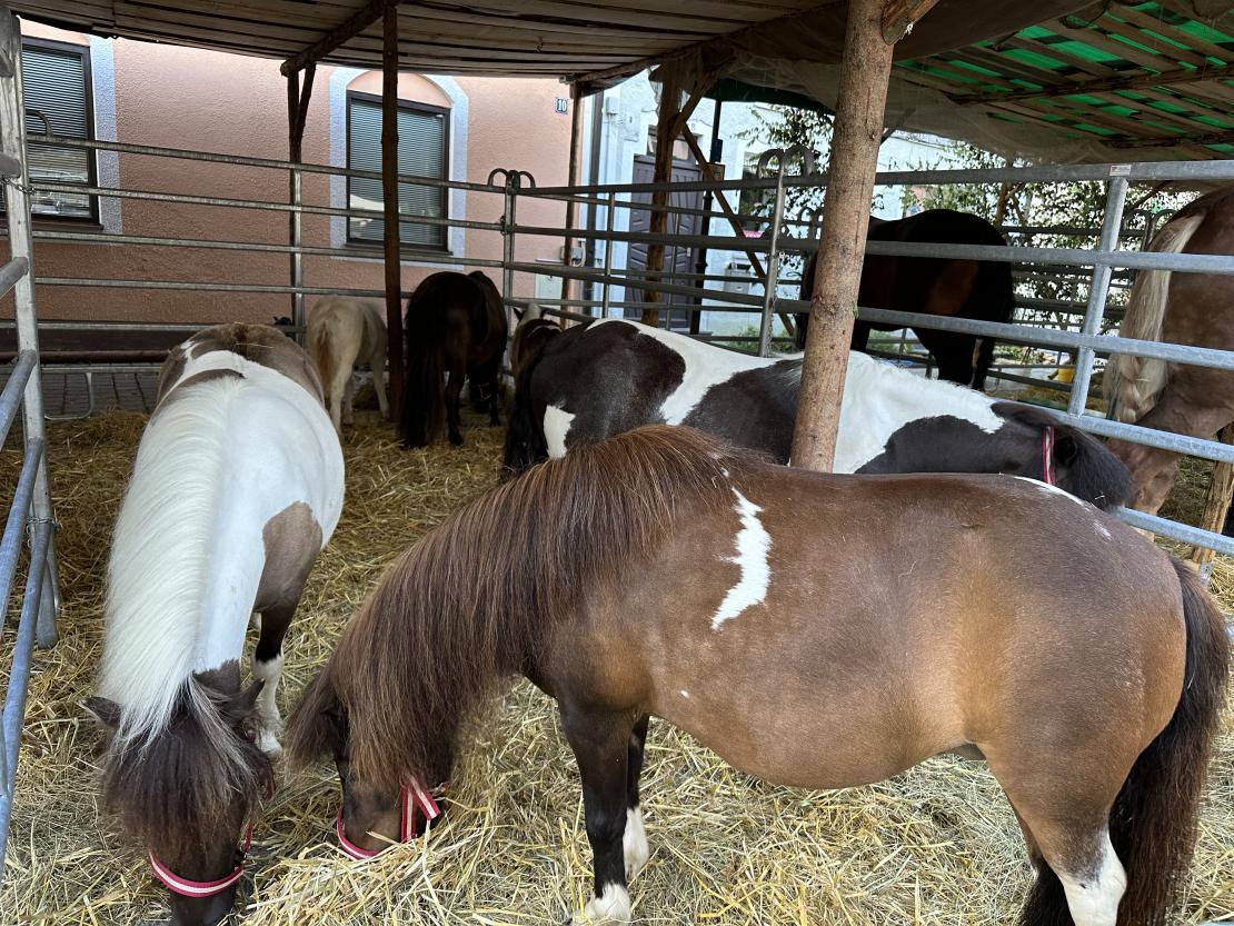 Viehmarkt des historischen Stadtfest Monheim