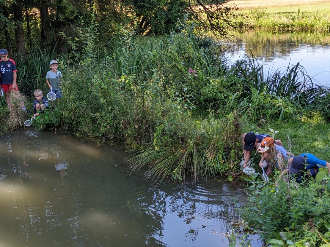 Auch dieses Jahr beteiligte sich Gertrud Bittl-Dinger am Ferienprogramm der Stadt Rain. Mit ihr gingen 18 Kinder auf Becherlupensafari und erforschten den Lebensraum Wasser: als Wasserdetektive mit Kescher und Sieben gingen die Kinder auf die Suche nach Wassertieren. 