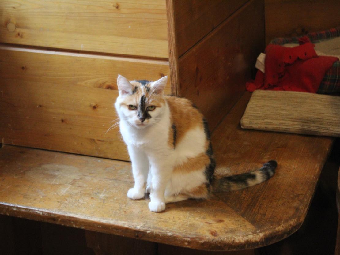 Hier sieht man Turmkatze Wendelstein.