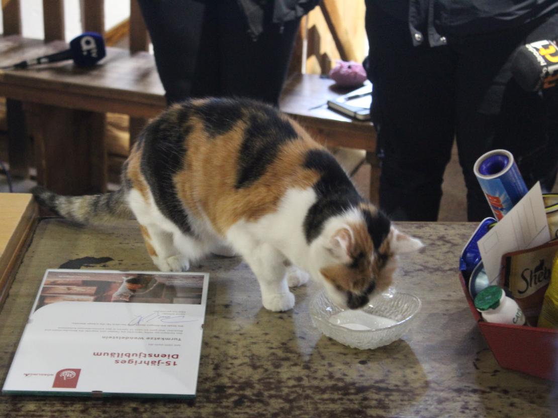 Hier sieht man Turmkatze Wendelstein.