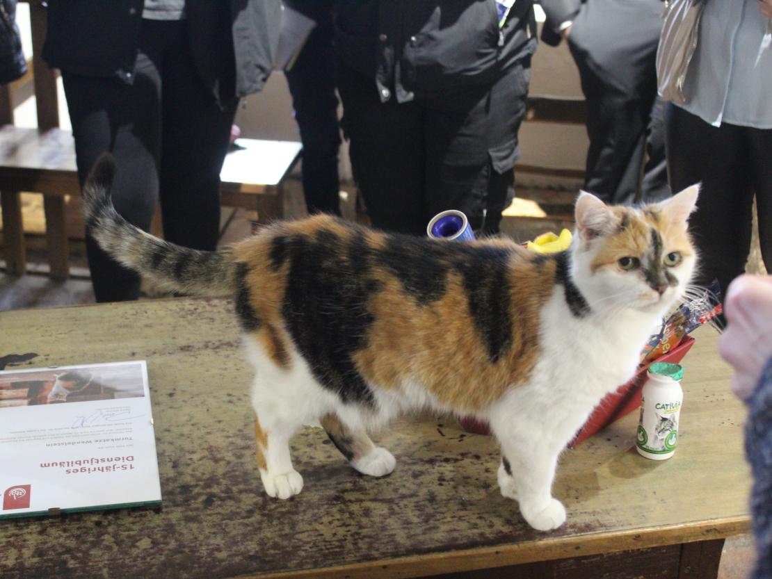 Hier sieht man Turmkatze Wendelstein.
