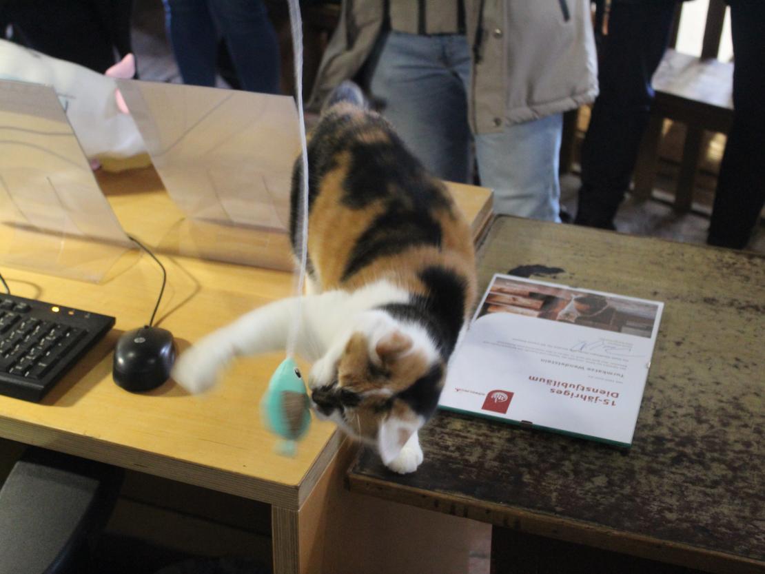 Hier sieht man Turmkatze Wendelstein.