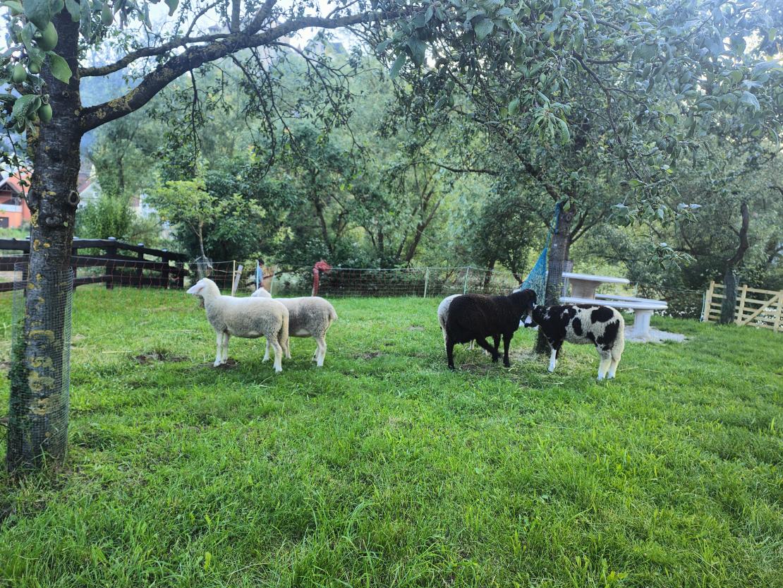 Harburg feiert 175 Jahre Stadterhebung.