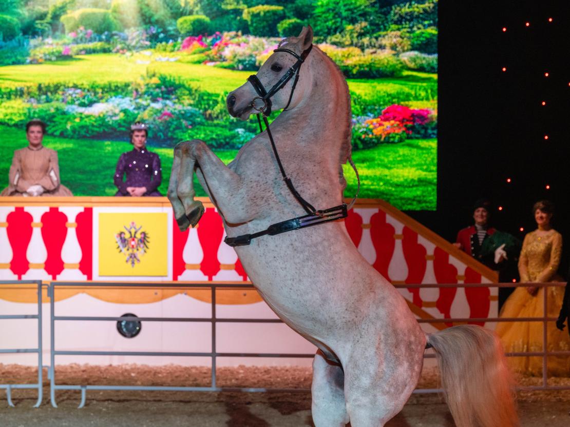 Christmas on Horse 2024