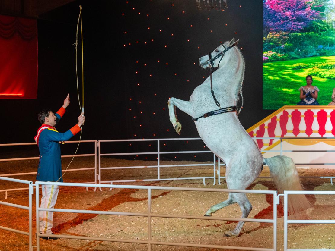 Christmas on Horse 2024