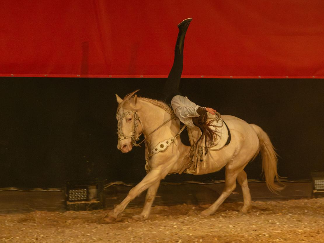 Christmas on Horse 2024