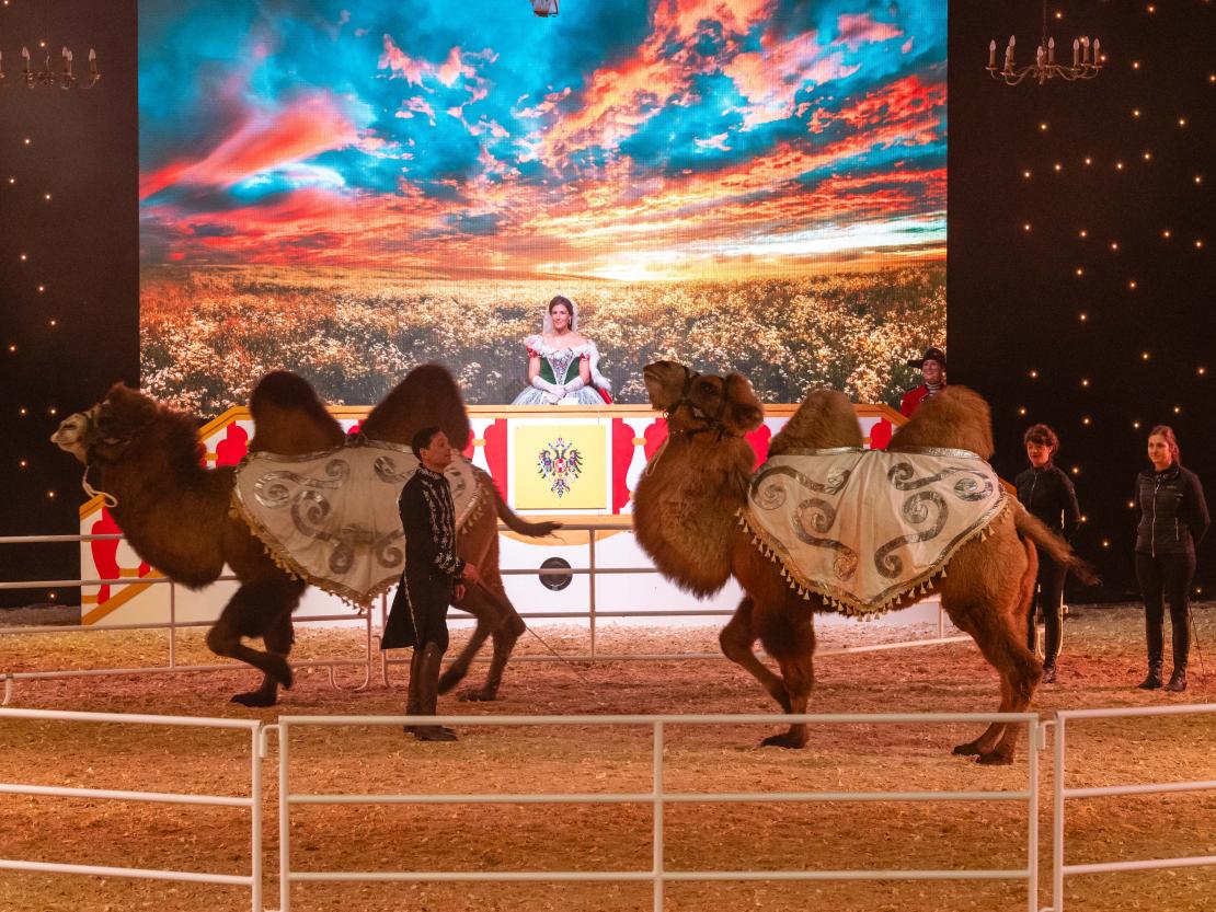 Christmas on Horse 2024