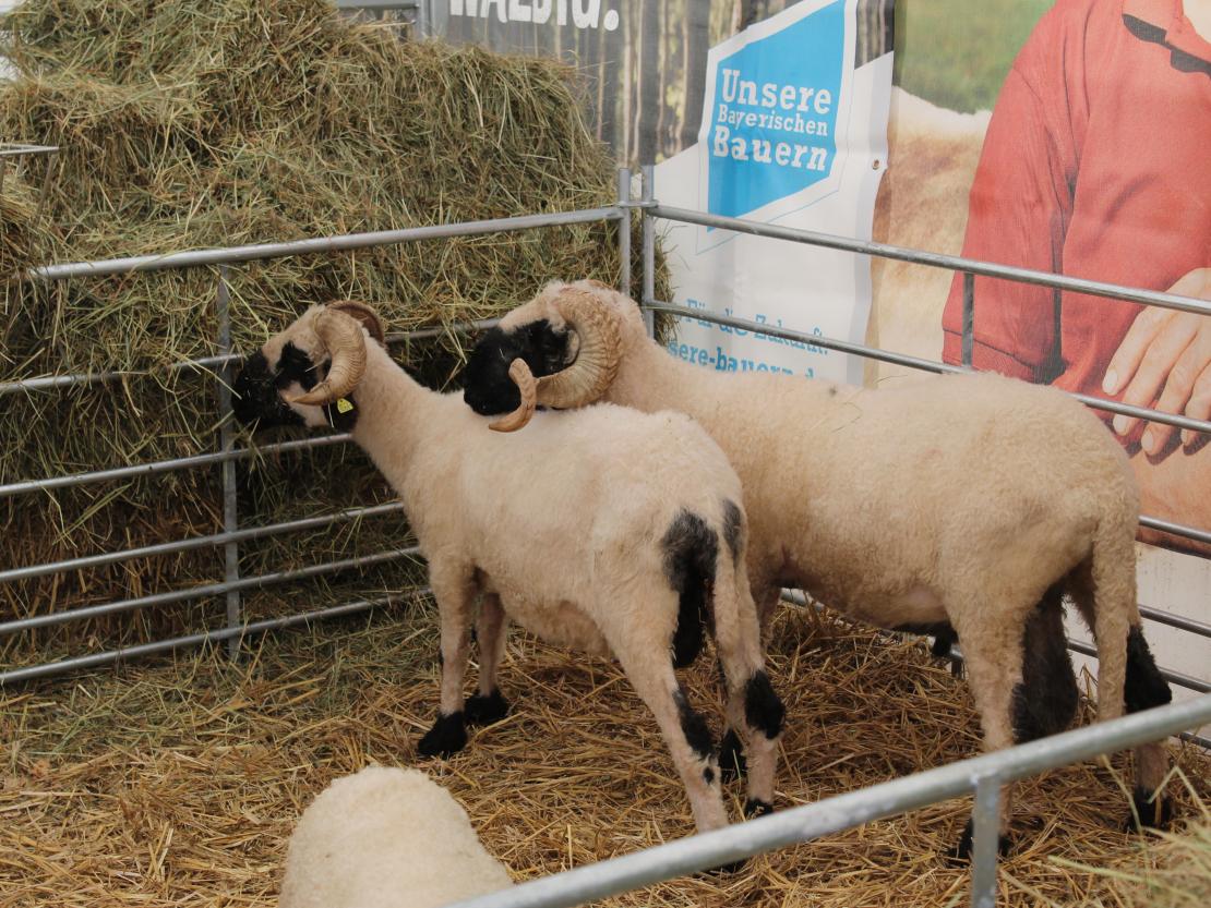 Donauries-Ausstellung 2025