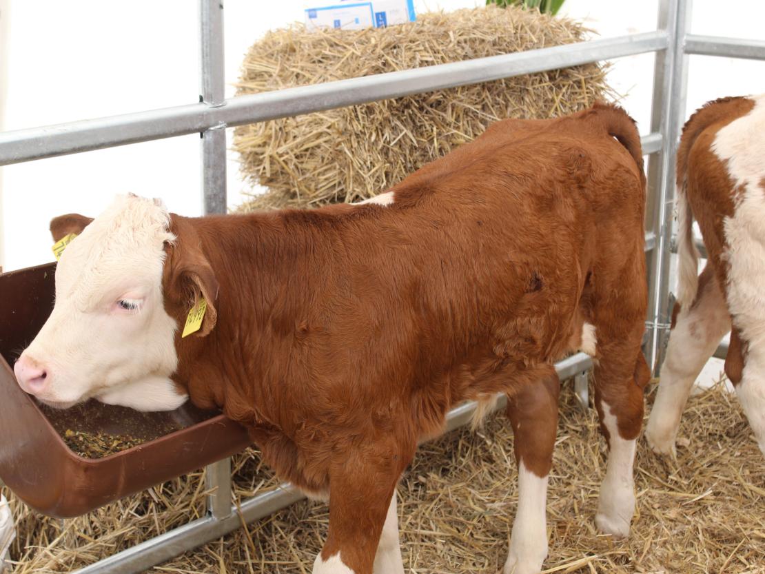 Donauries-Ausstellung 2025