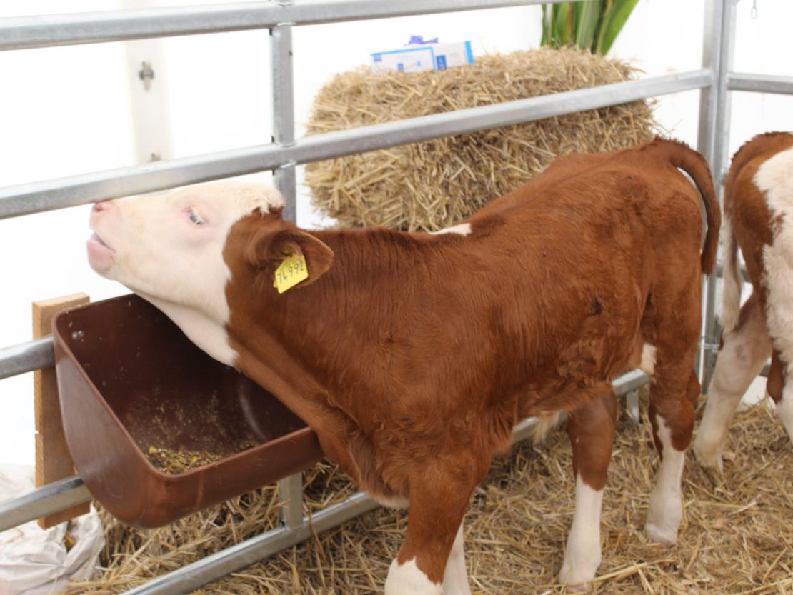 Donauries-Ausstellung 2025