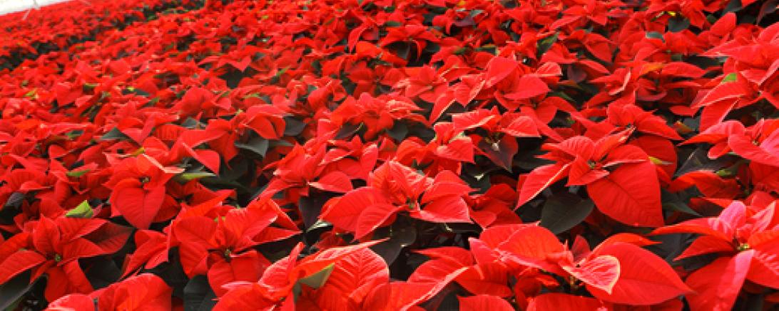20111108_gaertnersiedl_poinsettien_0186-kopie