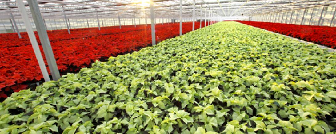 20111108_gaertnersiedl_poinsettien_0231-kopie