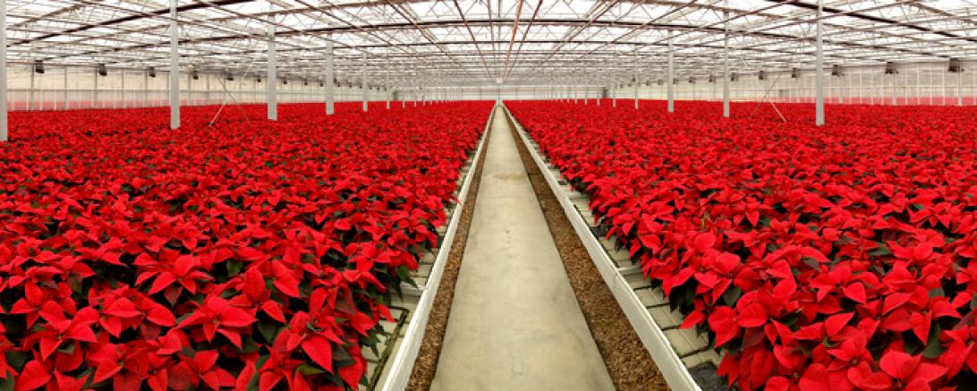 weihnachtssterne-panorama_klein