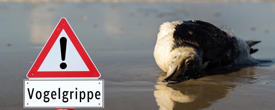 Vogelgrippe greift um sich