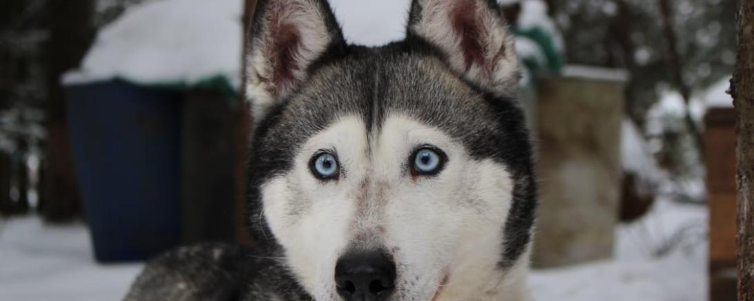 Husky