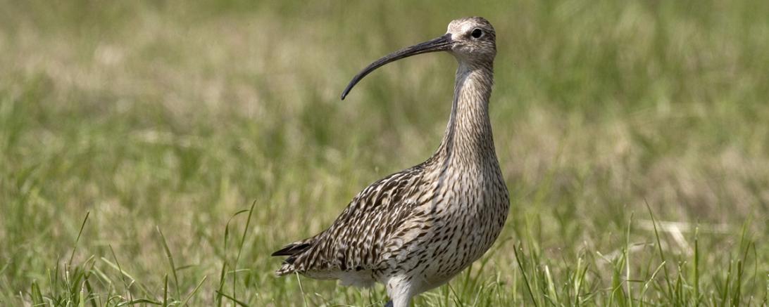 Großer Brachvogel_Partsch
