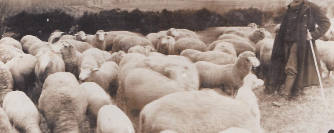 Unter Schafen1