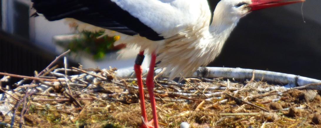 Stadt Oettingen - Storchennachwuchs 2017 (PrinzNest1)@Heidi Källner