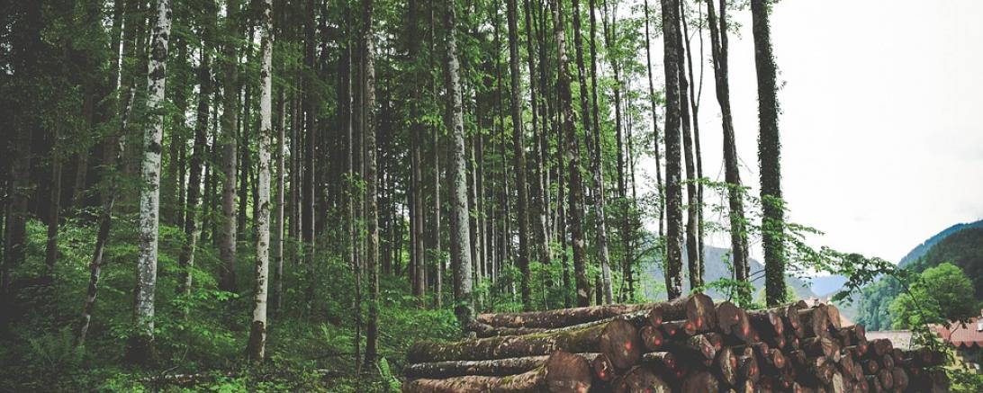 wald baumstämme pixabay