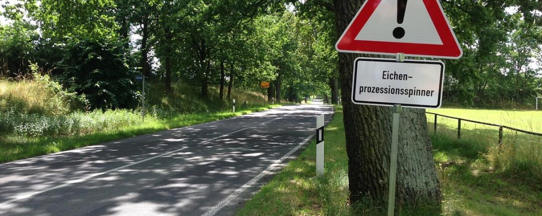 oak-procession-spinner-405240_960_720