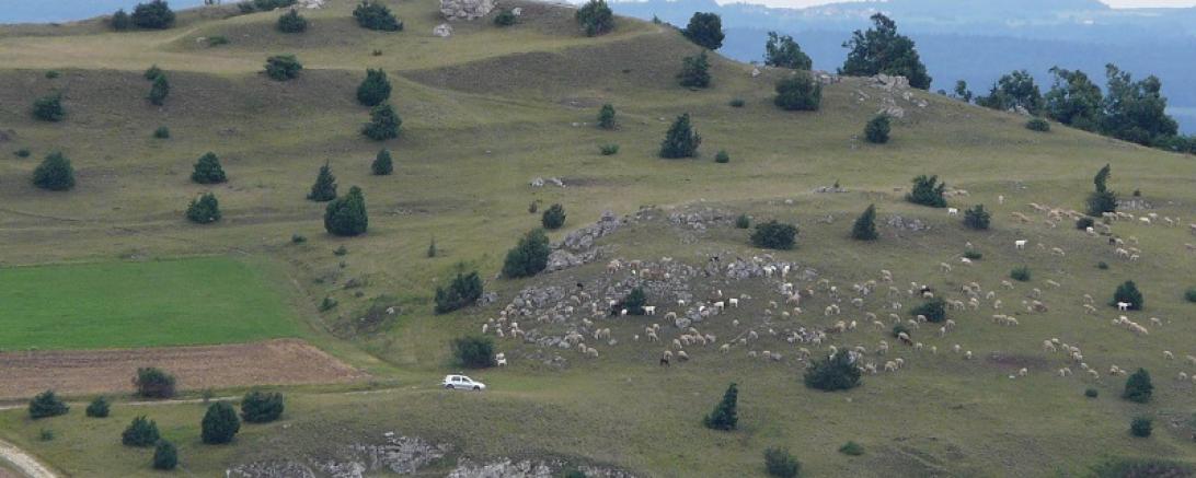 Rollenberg_mitSchafen_com Utzberg