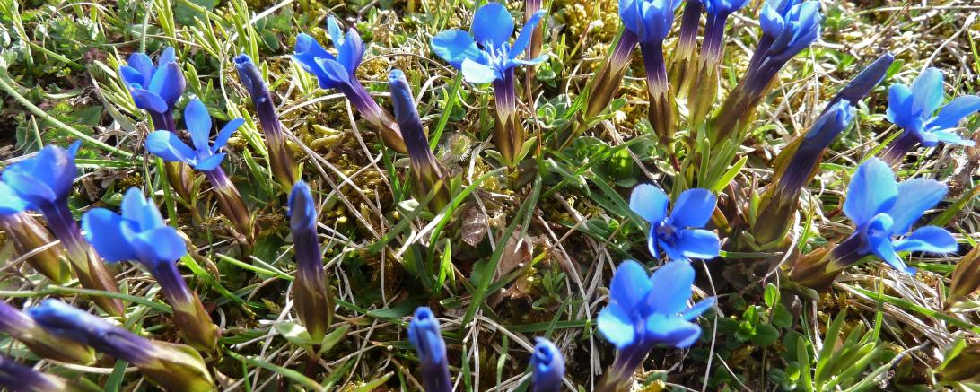 Frühlingsenzian_Ernst Hopf