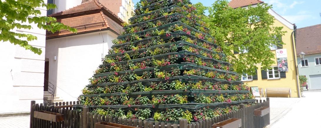 Fuchsienpyramide 2017 - 18.05.17 (4)