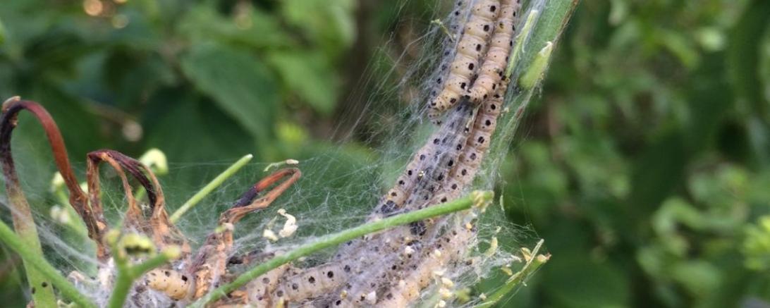 Gespinnstmotte Foto 1