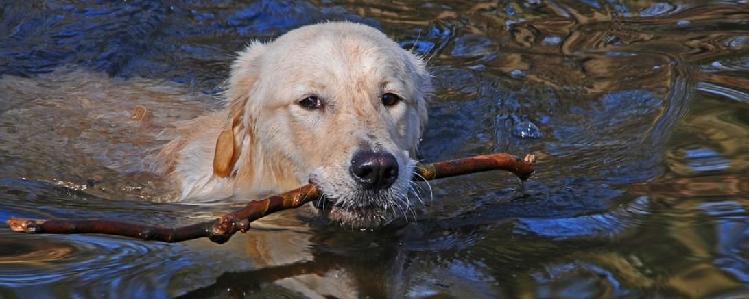 Hund im Wasser