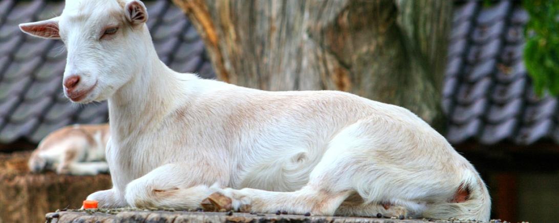 goat-208440_960_720