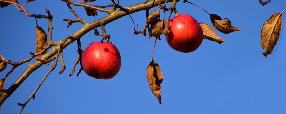 apple-1882599_960_720