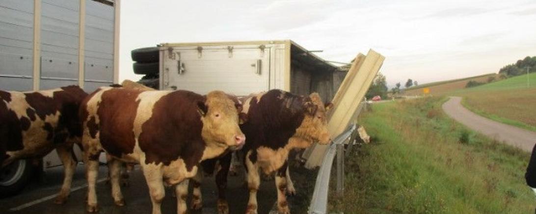 VU_Viehtransporter