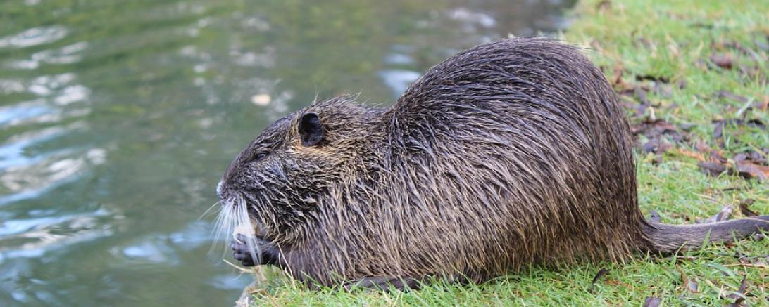 beaver-2860796_960_720