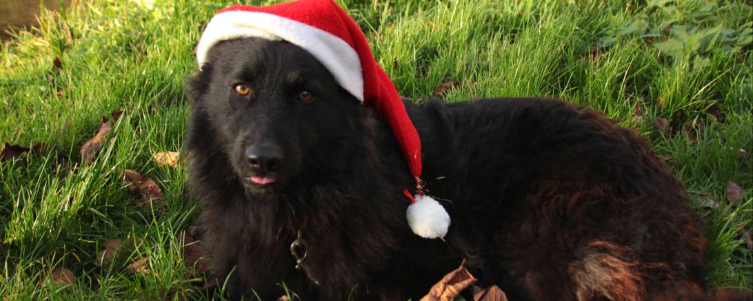 Hund mit Weihnachtsmütze