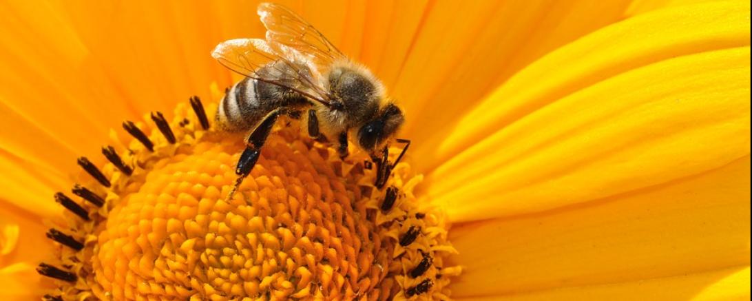 Das Bild zeigt eine Bienen auf einer Sonnenblume. 