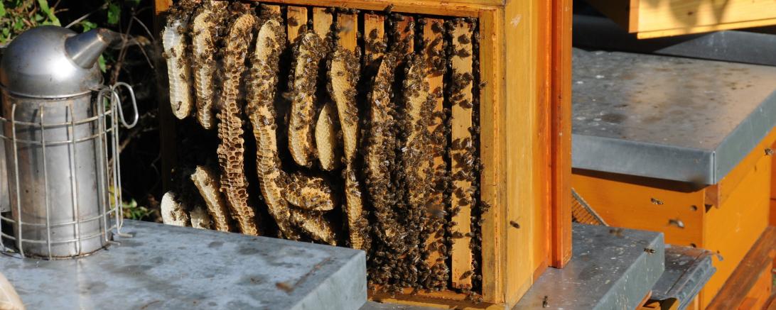 Auf dem bild sieht man imkerwaaben mit bienen